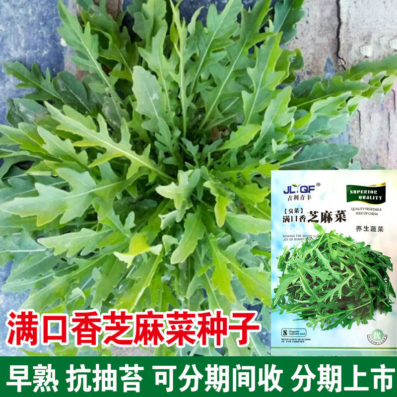 四季阳台盆栽蔬菜种子大叶臭菜种籽小叶芝麻菜种子 农家春夏秋季