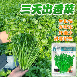 安瑟米三天出芽香菜种子农田菜地农户四季播种香味浓郁大棵香菜籽
