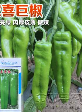 辣椒种籽孑春秋高产四季