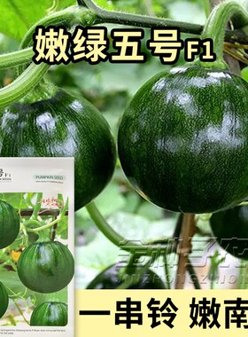 一串铃嫩绿五号南瓜种子早熟高产嫩南瓜青皮蔬菜大青瓜基地早熟