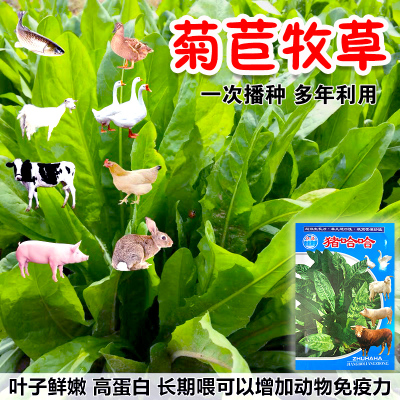 哈哈草种子高产菊苣牧草品种