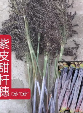 紫色甜杆种子东北稀有老品种黑大穗长节高农家高粱籽春季夏季四季