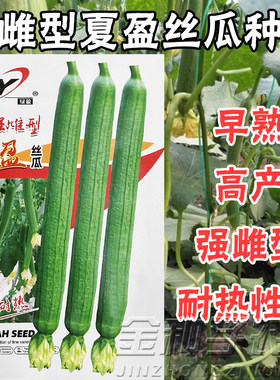 丝瓜种子耐热长香丝瓜强确