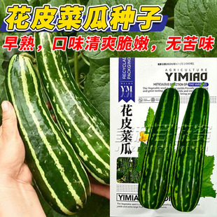 花皮菜瓜种子春季播种夏季开花早熟口味清脆嫩无苦味新手长菜瓜籽