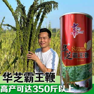 航天霸王鞭白芝麻种子 驻马店芝麻研究所产高油高产抗重茬杂粮籽