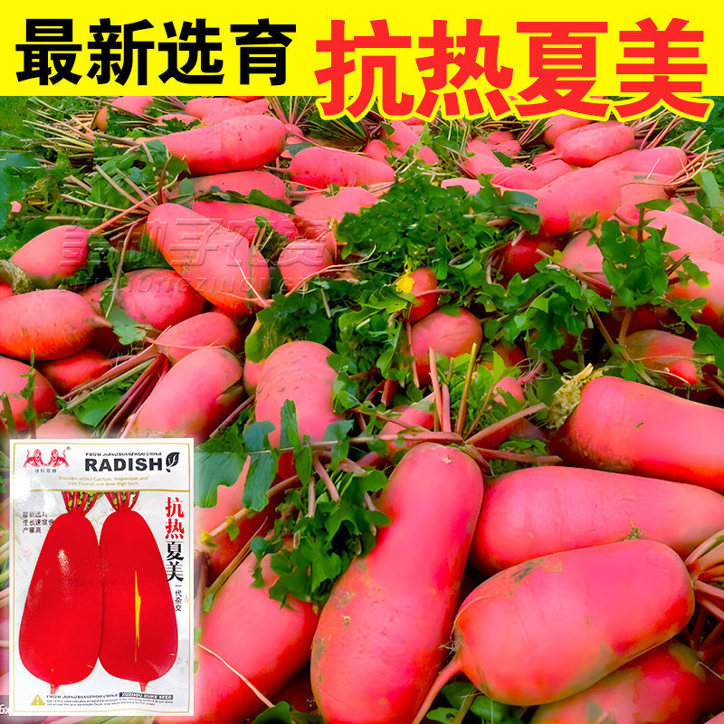 抗热大地红徐州大红袍萝卜种子夏季耐热高产质脆多汁不糠心罗卜