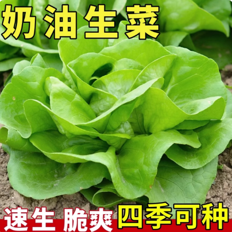 奶油生菜种子种籽四季夏天夏季适合都可以冬季菜籽蔬菜孑籽基地用