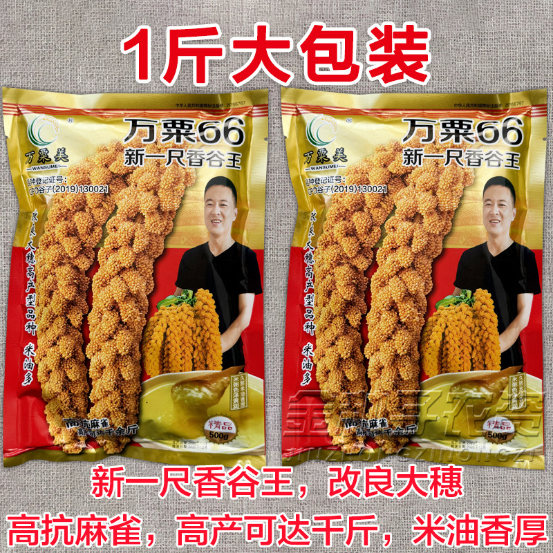 万粟66香谷王黄谷种子黄小米种子籽高抗麻雀改良大穗小香米抗倒伏