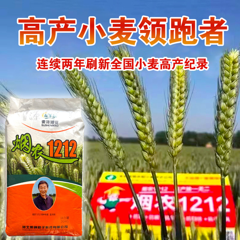 烟农1212小麦原种大穗国审高产矮杆抗病抗倒抗冻小麦种子烟农19