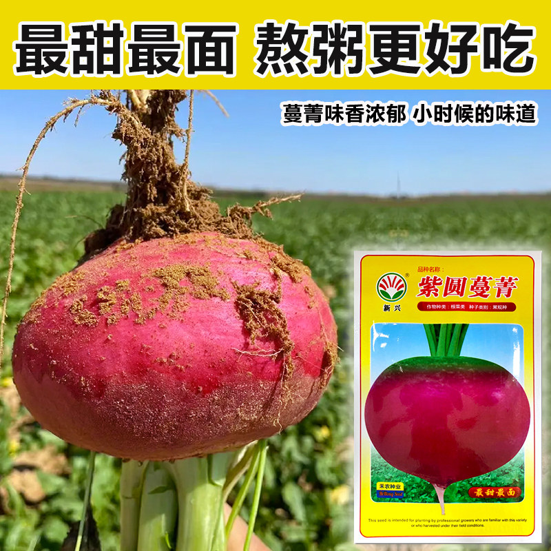 新奇特蔬菜种子根茎蔬菜甜面一绝【紫圆蔓菁】高营养秋季