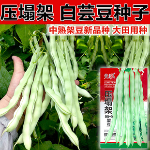 压塌架九粒白芸豆种子孑白不老豆角种籽高产四季豆摘不败老来少