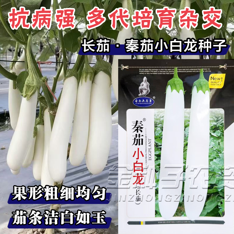 小白龙白长茄子种子白玉长茄茄籽种早熟高产蔬菜种子长茄子籽菜园