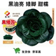 甜糯黑油亮青菜种籽特矮苏州青菜种子叶片肥厚趴地矮脚耐寒上海青