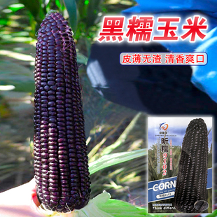 黑甜糯玉米种子黑糯玉米香甜糯玉米种鲜食苞米甜加糯玉米糯玉米籽
