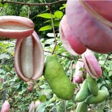 Семена дикого августа тыква изображена за двор с тыква Ziguo август