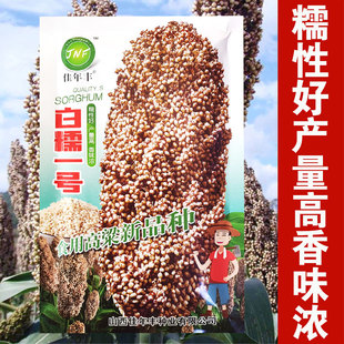 白高粱种子白糯一号杂交白高粱种子白粘食用高粱吃米产量高香味浓