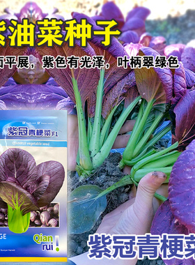 紫罗兰油菜种籽紫色小青菜紫玲阳台盆栽菜园地种植农家蔬菜种子