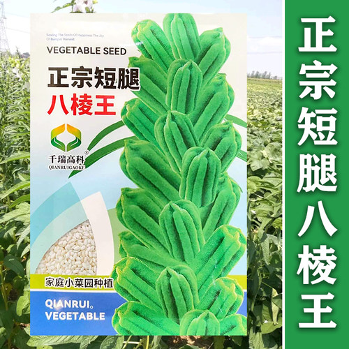 短矮腿八棱王白芝麻种子