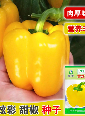 黄色甜椒红色彩椒种子甜椒种籽方椒肉厚皮灯笼椒四季蔬菜高产庭院