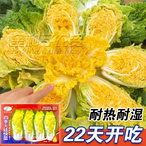 四季火娃快菜种子 耐热耐湿夏秋小白菜抗热速生快菜蔬菜种子籽孑 - 封面