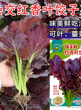红香叶芥菜种子四季播饺子菜