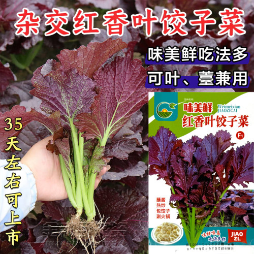 红香叶芥菜种子四季播饺子菜