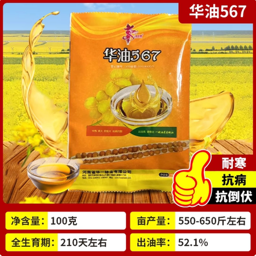 华油567油菜种子杂交花黄籽