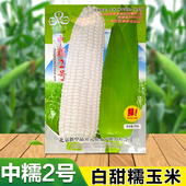 中糯二号白粘玉米种子矮杆大棒高产早熟鲜食包谷白玉米甜糯玉米籽