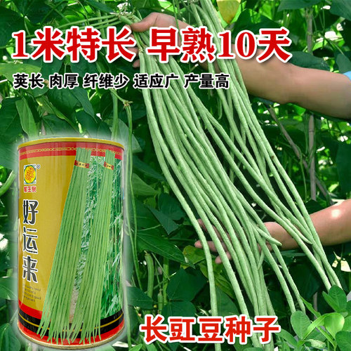豆角种子春秋管理荚长80CM国产