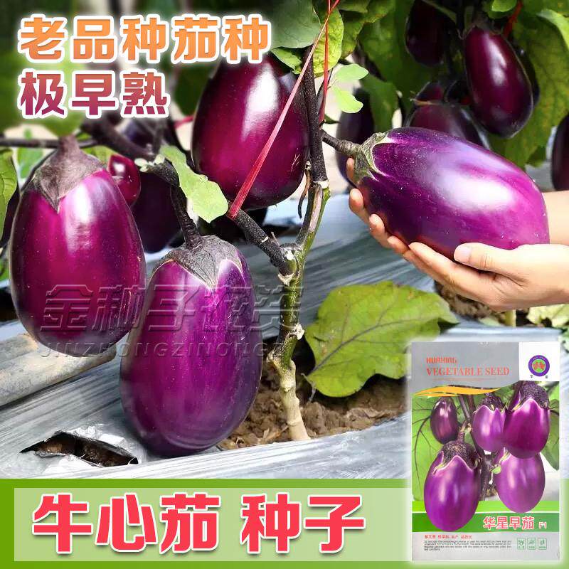 华星早茄F1茄子种子长椭圆水果茄牛心茄子种籽孑早熟抗病高产包邮