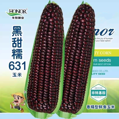 黑甜糯631黑糯玉米种子紫玉米种四季大田春夏蔬菜种孑黑包谷种子