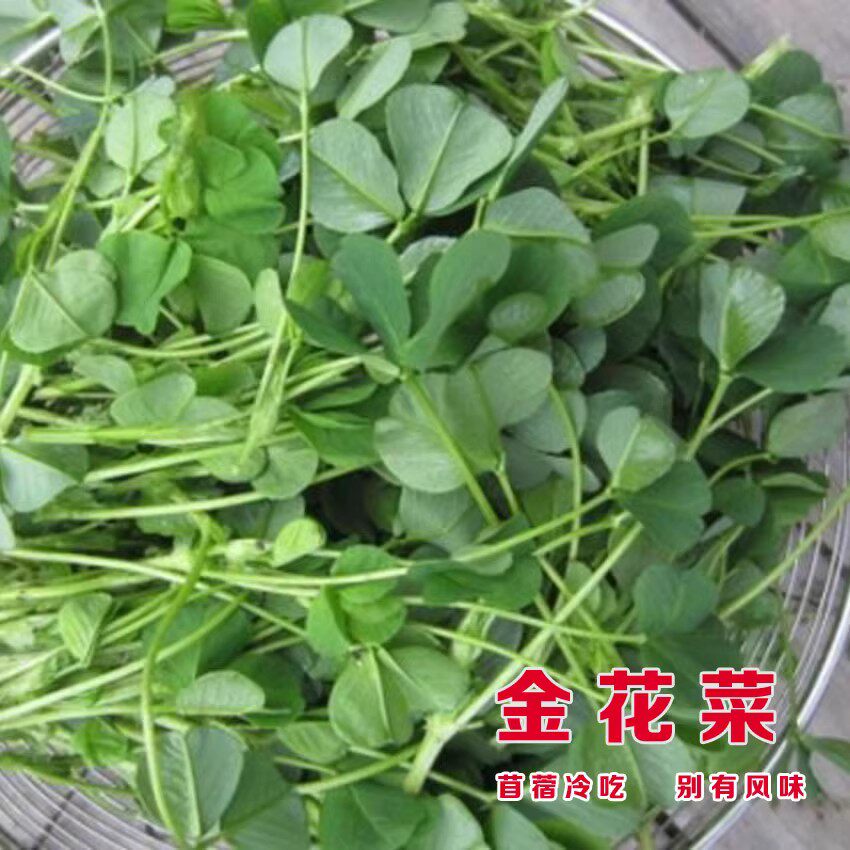 金花菜种子上海草头种子温岭大叶黄花草头种菜籽三叶草秋季播菜种