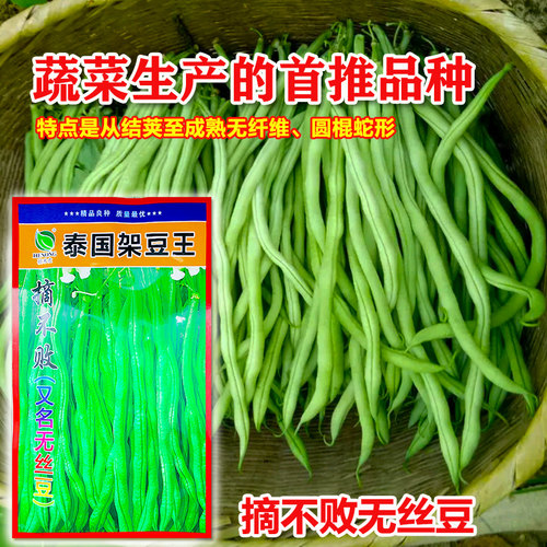 无筋豆豆种四季豆种孑长豆角种子