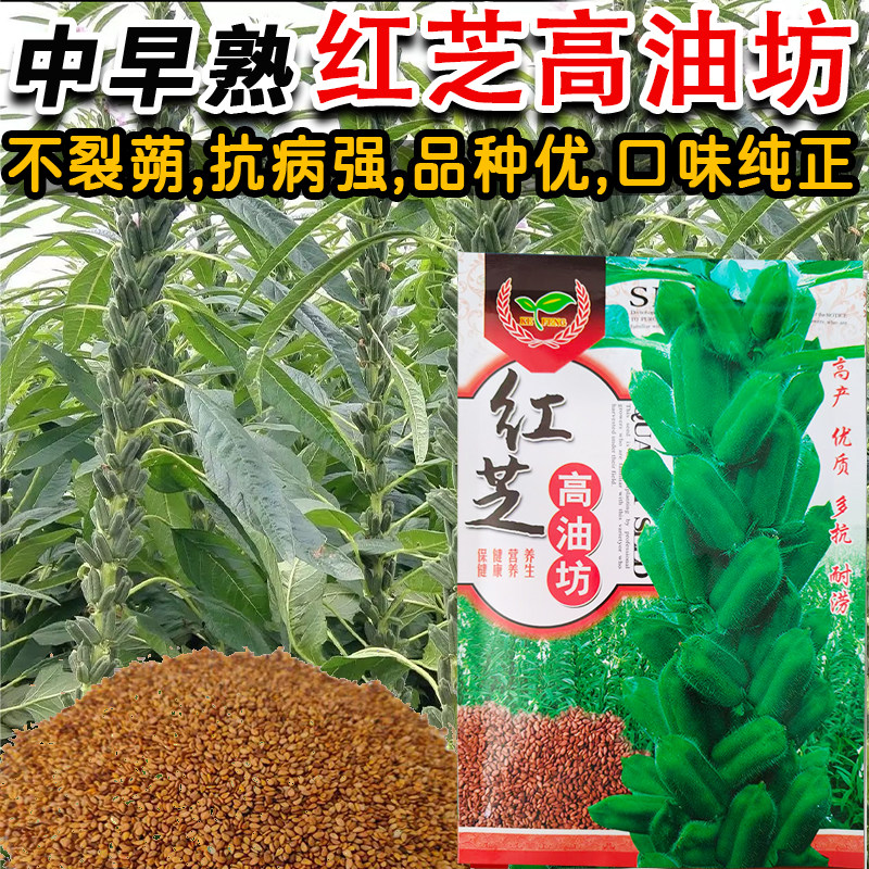 中早熟红芝高油坊不裂荚抗病强老品种红芝麻种子籽春季播基地