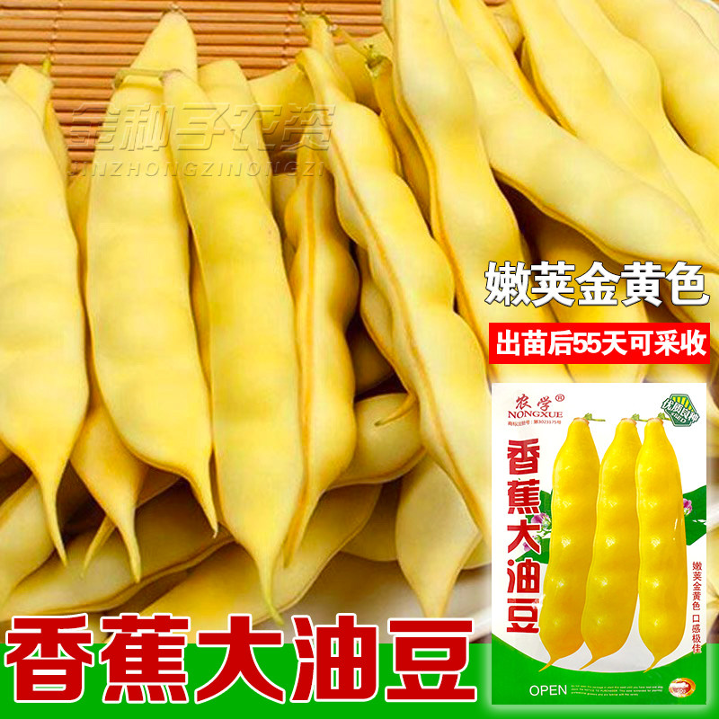 黄油豆角种子正宗香蕉油豆架油豆籽东北金满架油豆角种子抗病高产