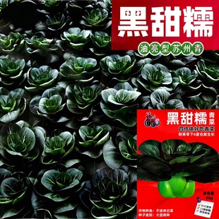 黑甜糯苏州青菜种子四倍体矮脚黑叶小青菜种籽高产抗病耐寒蔬菜种