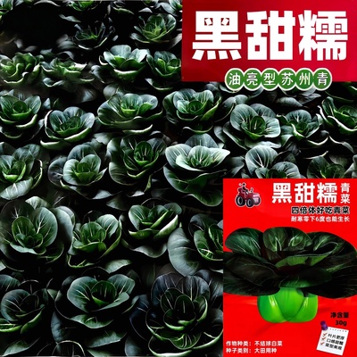 黑甜糯苏州青菜种子四倍体矮脚