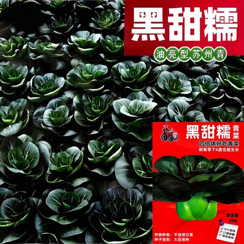 黑甜糯苏州青菜种子四倍体矮脚