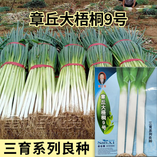 章丘9号大葱种子高产抗病抗逆