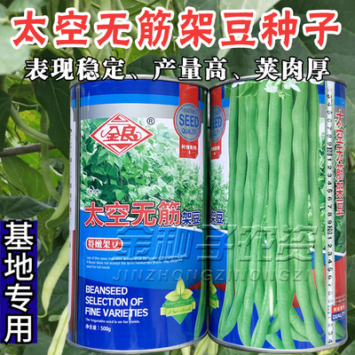 太空无筋架豆种子高产早熟