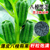 蔬菜种 籽春夏季 高产八棱黑芝麻种子种籽孑农家白芝麻四季 菜籽春季