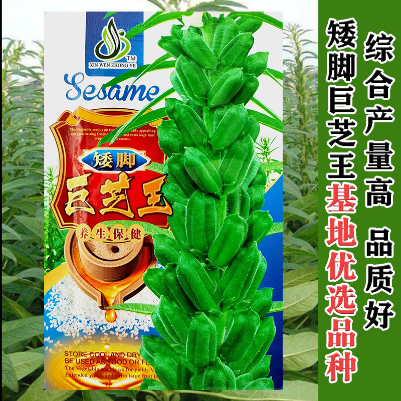 矮脚高产白芝麻种子高油图片