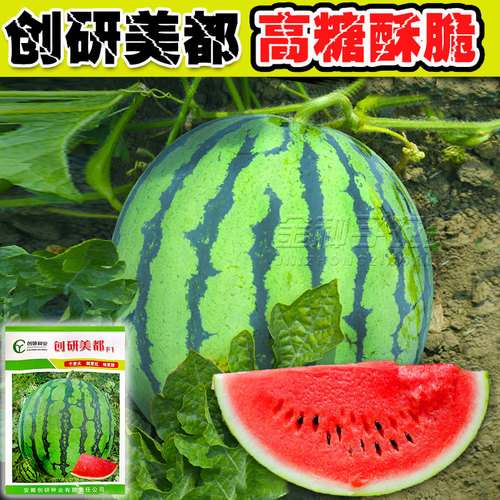 超甜大果美都西瓜种籽种子
