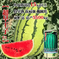 【Супер ранний принц】 ствол/50 граммов