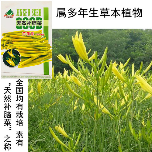 黄花菜种子质量怎么样 黄花菜种子口碑怎么样 小麦优选
