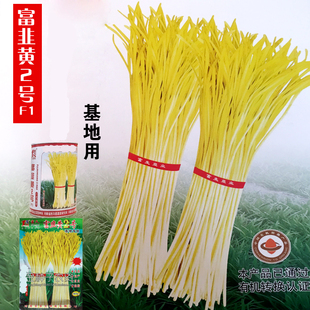 黄金叶韭黄种子黄韭菜籽春秋冬季金杆黄韭黄种籽蔬菜种孑基地用