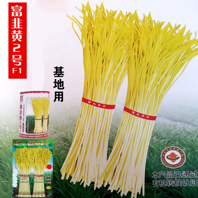 蔬菜春秋冬季金杆韭黄