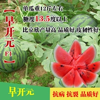 [Ранний Kaiyuan F1] Консервированный 75 граммов