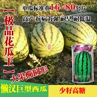 [Zhengyi Hua Gua King] Консервированный 75 граммов