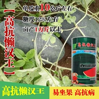 [Высокий устойчивый ленивый хань Кинг] 50 граммов бочек и 1000 капсул